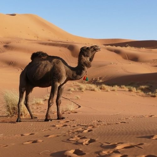 3 days marrakech fes desert tour